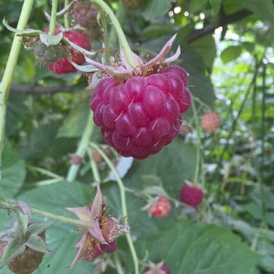 The image depicts a close-up view of a ripe raspberry on a branch, with other raspberries and green leaves in the background. The main raspberry is a deep pinkish-red color and is composed of many drupelets. The stem and calyx are visible, with some dried flower remnants. The surrounding foliage is green and out of focus, suggesting a natural outdoor environment. The lighting appears to be natural daylight, with some dappled sunlight filtering through the leaves, creating highlights and shadows. The overall impression is one of natural growth and ripening fruit in a garden or wild setting. The location is specified as Баш-Кара-Суу, Kyrgyzstan, implying a rural or suburban setting within that region. There are no people or discernible human activity in the image. The focus is entirely on the raspberry plant.