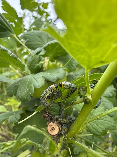 A close-up, eye-level shot shows a cluster of green caterpillars with black spots and yellow markings on a green stem and leaves of a plant. The caterpillars are gathered together, with some appearing to be interacting. The surrounding foliage is lush and green, suggesting an outdoor environment. The image's detail and clarity suggest it was taken with a modern digital camera or smartphone. The precise location in Užliekniai, Lithuania cannot be determined from the image alone.