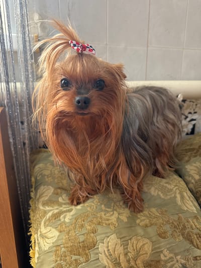 A medium shot captures a Yorkshire Terrier dog standing on a patterned green cushion. The dog is positioned centrally, facing the camera, with its head slightly tilted. It has long, reddish-brown fur, with lighter brown and gray tones on its body. A small, checkered bow in red, white, and black adorns the top of its head. The dog's eyes are dark and expressive, and its tongue is slightly visible. Behind the dog, a tiled wall is visible, with some shimmering silver strands hanging down on the left side of the frame. The cushion the dog is standing on has an ornate, embossed pattern in gold and green. The dog appears to be indoors, on a couch or bed. The location is not specified in the image.
