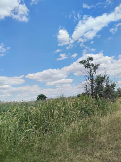 The image depicts an outdoor scene with a wide, grassy field under a bright blue sky dotted with fluffy white clouds. The field is covered in tall, dry grasses and reeds, with some green vegetation interspersed. In the middle ground, several trees are visible, including a prominent, somewhat bare tree with sparse leaves on the right side of the frame, and a denser, dark green tree further in the background to the left. The overall impression is of a natural, open landscape.

The lighting suggests it is daytime, likely late morning or early afternoon, given the brightness of the sky and the shadows cast by the trees. The weather appears to be clear and sunny, with the scattered clouds indicating fair weather. There are no people or specific objects visible, making it a purely natural landscape shot. The location context places this scene in Bilyaivka, Ukraine, suggesting a rural or semi-rural environment. The dry, tall grasses could indicate a summer or early autumn setting. No text is visible in the image. The overall mood is serene and tranquil, emphasizing the vastness of nature.
