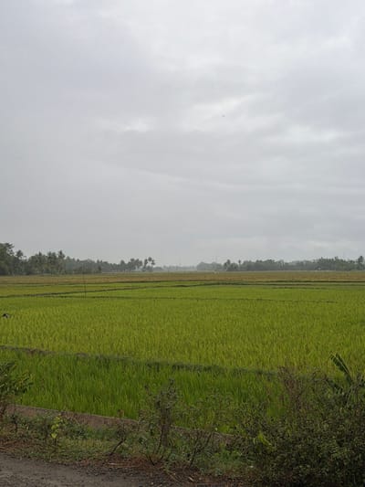 The image displays an expansive agricultural landscape in Keudekarieng, Indonesia, under a uniformly overcast, light gray sky. The upper half of the frame is occupied by the cloud cover, featuring several small, dark, indistinct specks, possibly birds, in the upper left quadrant. The midground and central areas are dominated by numerous segmented plots of vibrant green vegetation, consistent with rice paddies, showing slight variations in green and yellowish hues. Darker linear patterns delineate these cultivated sections. A single, slender, dark pole stands vertically within the left-center field. The distant horizon reveals a dense, dark green band of mixed tropical foliage, including numerous palm trees, with atmospheric haze obscuring the furthest background where faint, tall, vertical structures are discernible. The immediate foreground features a dark, unpaved surface, bordered by a dense, uncultivated strip of green and brown vegetation. A partial concrete or stone retaining structure is visible within this border in certain sections. An indistinct dark shape is partially visible within the cultivated fields in the lower-left portion of the frame. No clear human figures, specific actions, or interactions are depicted.