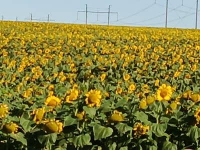 The image depicts a vast field of sunflowers, with their vibrant yellow petals and green leaves dominating the foreground and middle ground. The sunflowers are densely packed, creating a textured tapestry of color. In the background, several large metal power line towers are visible against a clear blue sky, suggesting an agricultural area near a utility infrastructure. The overall scene conveys a sense of nature's abundance and the vastness of the rural landscape. The location in the city of Студенцы, Russia, is noted, implying this is likely a natural or cultivated setting within or on the outskirts of that specific locale. There are no people or animals visible in the frame.