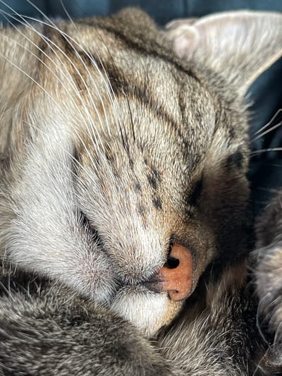 This is a close-up, eye-level, medium shot of a tabby cat sleeping. The cat is curled up, with its face mostly hidden by its paws and fur. Its eyes are closed, and its nose is visible, a light pink color with dark nostrils. The cat's fur is a mix of brown, gray, and black stripes. Long white whiskers fan out from its muzzle. The background is dark and out of focus, suggesting a dimly lit indoor setting. The image conveys a sense of peace and comfort, as the cat appears to be in a deep sleep. There is no visible text in the image. Given the location context of Zaķumuiža, Latvia, it's likely this is a domestic cat in its home. The time of day and weather are not discernible from the image itself.
