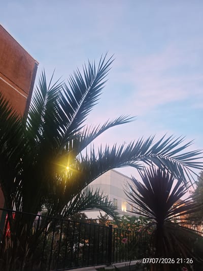 The image shows a view of palm fronds against a pale blue sky with wispy pink clouds, typical of sunset in Eastbourne, United Kingdom. A portion of a brick building is visible on the left, and a modern white building with illuminated windows is seen in the background, suggesting an urban or semi-urban setting. A black metal fence runs across the lower part of the image, with some foliage and what appear to be pink flowers visible behind it. A bright sun flare emanates from behind the palm fronds on the left. The date and time stamp "07/07/2026 21:26" is present in the bottom right corner. There are no people or animals clearly visible in the image.