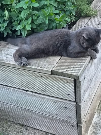 A grey cat is lying on a wooden deck. The cat is curled up, with its head resting on its paws. The deck is made of planks that are laid out horizontally. Behind the cat, there is a patch of green plants. The scene appears to be outdoors, possibly in a garden or on a patio.