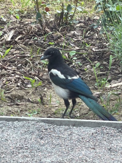 A black and white magpie with iridescent blue-green wing feathers is perched on the ground, partially obscured by foliage. The bird is facing left, with its head lowered as if foraging or observing something on the dirt and leaf-strewn ground. Its legs and feet are visible, black and thin, gripping the uneven surface.

The setting appears to be a natural outdoor environment. Lush green plants and dry, brown leaves and twigs cover the ground, suggesting a woodland edge or garden area. To the right of the scene, a textured, grey surface, possibly a concrete curb or wall, runs vertically, providing a stark contrast to the organic textures of the ground and vegetation.

The lighting suggests it is daytime, with no specific indicators of time or weather. The image is a snapshot of a moment in time, capturing the bird in its natural habitat. No people or text are visible in the image.