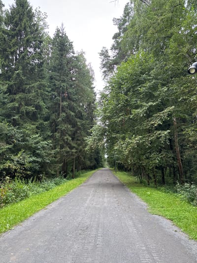 A paved pathway curves through a dense forest of tall, mature coniferous and deciduous trees under an overcast sky. The pathway is dark gray with a textured surface, showing tire tracks in places, and is bordered on both sides by vibrant green grass. On the right side of the path, two modern, black outdoor lights are visible mounted on poles, partially obscured by foliage. The trees on the left appear to be predominantly fir or spruce, with dark green needles, while the trees on the right are a lighter, brighter green with broader leaves. The scene suggests a park or recreational area within a wooded environment in Pavlovskaya Sloboda, Russia.