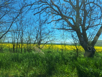 The image depicts a rural scene in Rogachevo, Bulgaria. A field of bright yellow rapeseed flowers stretches across the middle ground, partially obscured by trees and shrubs. In the foreground, tall green grass sways, suggesting wind. Bare trees with intricate branches frame the scene against a clear blue sky. A large, gnarled tree stands prominently on the right side. The overall impression is one of springtime in the countryside.