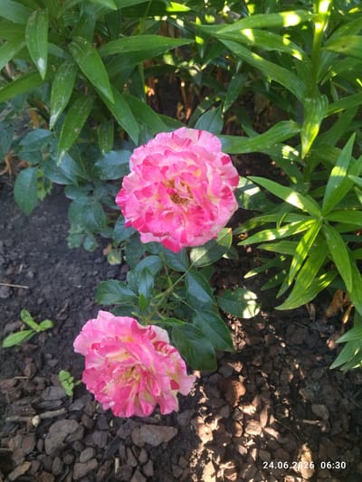 The image shows a close-up view of two pink and yellow striped roses in a garden. The roses are in bloom, with layers of petals. Green leaves surround the roses. The ground is covered with dark soil and mulch. The scene appears to be outdoors, possibly in a residential garden. A timestamp in the lower right corner reads "24.06.2026 06:30". The location is Zavodske, Ukraine.