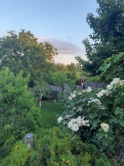 The image depicts a lush, overgrown backyard scene in Keleberda, Ukraine, during what appears to be late afternoon or early evening, given the soft, warm light. The setting is characterized by dense greenery, including various trees, bushes, and climbing plants adorned with white roses, some of which are past their prime. A weathered wooden fence meanders through the scene, suggesting a rustic and well-established garden.
Visible objects include a small, round, shed-like structure with a white door, partially obscured by foliage, and a segment of a lawn. A thin, almost invisible string runs horizontally across the lower right portion of the image, attached to a translucent cylindrical object. The sky is a clear, pale blue with a subtle hint of clouds tinged with pink and orange, further indicating the time of day. The overall impression is one of natural beauty, perhaps slightly untamed, with a peaceful and tranquil atmosphere. No people are visible, and there is no visible text in the image.