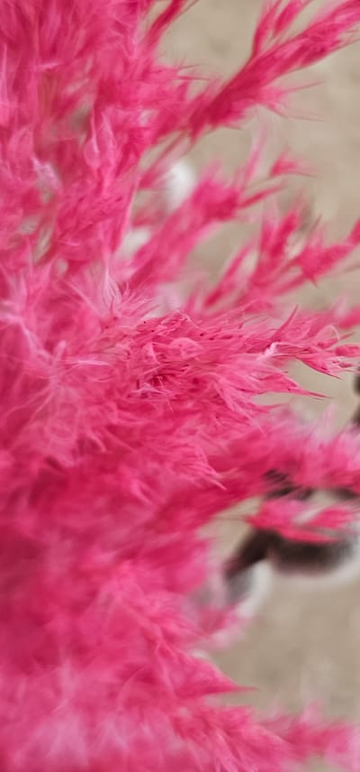 A close-up, macro shot focuses on a vibrant cluster of feathery, pink flora. The background is softly blurred, revealing hints of muted beige and gray, with a darker, indistinct shape that could be a person or object in the upper right quadrant of the frame. The pink flowers are the dominant subject, their delicate, almost fuzzy textures rendered in sharp detail, creating a sense of depth and volume. Some areas of the flora are in sharp focus, while others gently fade into a soft bokeh, giving the image a dreamlike quality. Small water droplets or dewdrops are visible on some of the pink filaments, adding a touch of sparkle. The overall impression is one of natural beauty and subtle elegance, with the bright pink providing a bold, yet soft, visual impact against the muted background. There is no visible text in the image. The time of day and weather conditions are not discernible. The location context suggests this might be an outdoor scene in a Russian vegetable garden or market.
