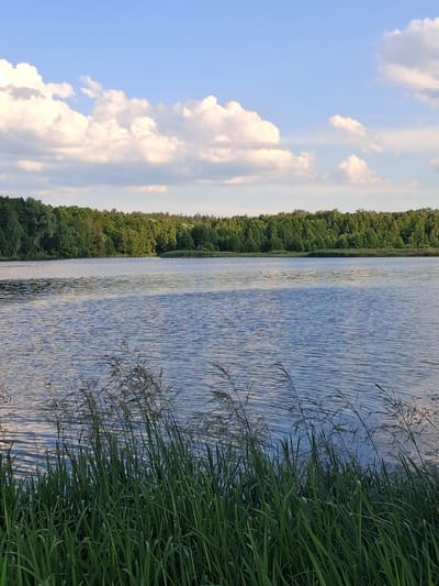 The image depicts a serene natural scene at the Reutyntsi Reservoir in Ukraine. The perspective is from the shore, looking out over the water. The dominant subjects are the calm water of the reservoir, a dense line of green trees bordering its far bank, and a bright blue sky dotted with fluffy white clouds. Tall, green grass grows along the immediate foreground, framing the right side of the image and reaching towards the water.
The water is a deep blue, reflecting the sky and the surrounding greenery. Its surface is rippled, indicating a gentle breeze. The trees form a lush, unbroken line, suggesting a forest or woodland. The sky is clear and expansive, with the white clouds casting soft shadows. The overall impression is one of tranquility and natural beauty.
The lighting suggests it is daytime, likely late afternoon or early evening, given the soft quality of the light and the potential for long shadows, though the orientation of the image makes precise time of day difficult to ascertain. The weather appears to be fair and pleasant, conducive to outdoor enjoyment of the natural environment. There are no people or man-made objects visible, emphasizing the untouched nature of the scene. The image evokes a sense of peace and natural harmony. There is no visible text in the image.