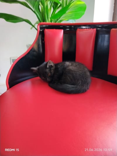 A small, black kitten is curled up asleep on a bright red chair. The chair appears to be made of leather or a similar material, with black accents and red padded sections. In the background, out of focus, is a green plant. The image has text overlays indicating "REDMI 15" and a date and time, "21.06.2026 10:59". The setting is indoors, likely a home or commercial space. There are no people visible in the image.