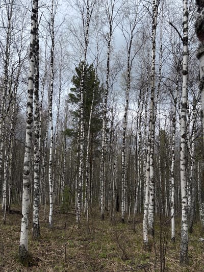 The image depicts a dense birch forest with thin, white-barked trees with dark markings. The trees are tightly packed together. Many of the trees are bare of leaves. There is an evergreen tree with dense dark-green needles visible among the birches. The ground is covered with dry grasses and dead vegetation. The sky is overcast. The location is consistent with the landscape of Kachkanar, Russia. The image is rotated 90 degrees counterclockwise.