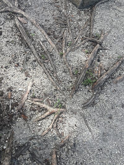 The image displays a top-down view of exposed tree roots intertwined with small white pebbles and patches of soil. The roots are dry and appear aged, with some exhibiting rough, textured bark. Scattered among the roots and pebbles are fragments of bark and a few small, green plants pushing through the ground. In the upper left corner, a large, grey rock is partially visible, suggesting it might be a natural element of the environment. The overall scene suggests an outdoor setting, possibly a park or a natural area within the city of Delray Beach, United States, where erosion or disturbance has uncovered the root system of a tree. There are no people or discernible actions taking place in the image.
