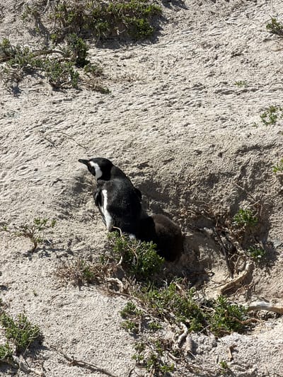An African penguin is captured in a top-down view, resting partially within or beside a sandy burrow entrance on a bright, sunny day. The penguin, with its distinctive black and white plumage, including a black band across its chest and white above its eye, is oriented with its head slightly lowered and facing towards the left of the frame. Its body is angled diagonally across the sandy terrain.

Behind the adult penguin, a dark, indistinct, fluffy mass is visible within the shadowy opening of the burrow, suggesting the presence of a chick or another penguin. The surrounding environment is characterized by light-colored, textured sand, exhibiting ripples or small ridges across its surface. Sparse clusters of small, green, succulent-like plants and some dry roots are scattered across the sand, particularly around the burrow entrance and along the edges of the frame. Strong shadows are cast by the vegetation and the penguin itself, indicating direct overhead sunlight. The scene depicts a tranquil moment at a penguin colony, likely on a coastal dune in Simon's Town, South Africa. There is no visible text in the image.