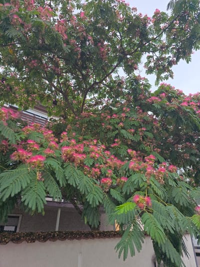 The image shows a tree with bright pink flowers and green leaves, likely a Mimosa tree, in bloom. The tree is positioned in front of a building, partially obscuring it. The building appears to be a residential structure with windows and a balcony. Below the tree, a section of a wall with a decorative edge is visible. The sky is overcast. The scene is likely a residential area within the city of Lorsch, Germany. There are no people visible in the image.