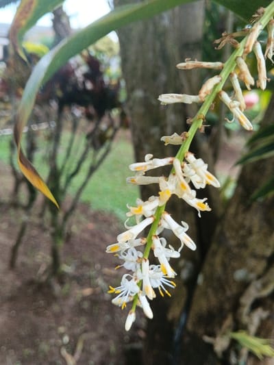 A close-up shot displays a flowering stem adorned with small, white flowers accented by yellow. The flowers dangle from a green stem, some in full bloom and others appearing to be wilting. Adjacent to the flowering stem, a green leaf with a brown, dried edge is visible. The background features the bark of a tree and hints of greenery, creating a natural outdoor setting. The image captures a moment of natural beauty.