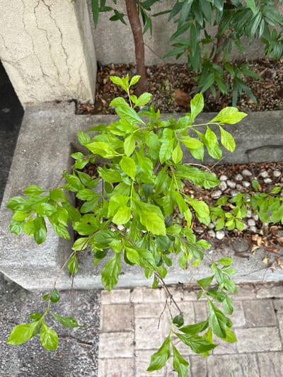 The image shows a top-down view of a small, leafy plant with bright green foliage. The plant is growing in a planter box made of concrete. The planter box is situated next to a paved walkway made of rectangular stone pavers. In the background, there are more plants with darker green leaves and a tree trunk. The ground around the planter box is covered with small stones and some fallen leaves. The concrete planter box appears to be weathered, with some cracks visible on its surface. The lighting suggests it is daytime, likely outdoors. The overall setting appears to be an urban environment. There are no people or animals visible in the image. The scene is devoid of any specific landmarks that would definitively place it in Quezon City, Philippines, but the general aesthetic is consistent with outdoor spaces in urban areas of the Philippines.