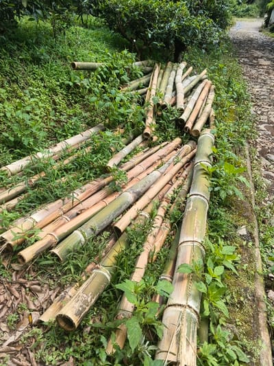 A pile of cut bamboo stalks lies on the ground amidst lush green vegetation. The bamboo varies in color from green to tan, with visible nodes along their lengths. Some stalks have been hollowed out. The scene is next to a stone pathway, suggesting a natural or rural setting. The plants surrounding the bamboo add to the overall sense of being in a forest.