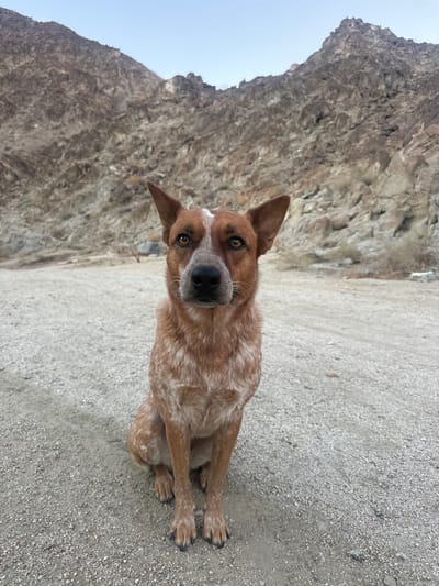 A red and white speckled Australian Cattle Dog is depicted sitting centrally on a light gray-brown gravel and dirt surface. The dog faces forward, its amber eyes looking directly at the viewer, with erect triangular ears and a dark muzzle featuring a white blaze between its eyes. Its fur is a reddish-brown base with extensive white ticking visible across its body and legs. In the background, a substantial, arid mountain range rises, characterized by brown and gray rocky terrain, indicative of the landscape surrounding La Quinta, California, United States. Patches of sparse desert flora are visible along the mountain base. The upper portion of the image shows a pale blue sky. No other individuals or artifacts are present within the scene.