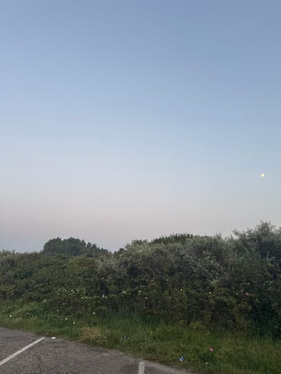 The image shows a landscape scene with a clear sky and a large area of greenery. On the right side of the image, there is a dense collection of bushes and trees. Among the greenery, there are scattered pink and white flowers. A paved road with a white line runs along the edge of the greenery. The sky is a pale blue, and a faint, pale moon is visible in the upper left quadrant of the sky. The overall scene suggests an outdoor environment, possibly a coastal area given the location context of Hook of Holland. The lighting suggests it is either early morning or late evening. There is no visible text in the image.