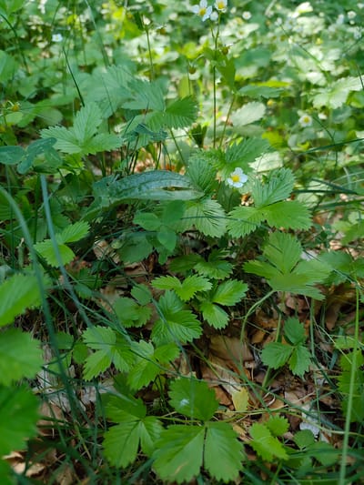 The image is a close-up, eye-level shot of wild strawberry plants growing in a natural, outdoor environment. The foreground and midground are filled with lush green leaves of the wild strawberry plants, which have serrated edges. Some of these leaves are larger and more mature, while others are smaller and newer. Interspersed with the leaves are thin, green blades of grass.
In the background, the scene is a blur of green foliage, suggesting more plants and a wooded or overgrown area. Several small, delicate white flowers with yellow centers, typical of wild strawberries, are visible, with one particularly clear flower in the mid-right portion of the image. There are also some small, developing green fruits. The ground beneath the plants is covered with dry, fallen leaves and some twigs, indicating it is likely a forest floor or a similar natural setting.
The lighting suggests it is daytime, with sunlight filtering through the leaves, creating highlights and shadows. The overall impression is one of a wild, untamed natural growth. The image does not contain any people, animals, man-made objects, or any specific landmarks that would indicate a location within the city of Dolovi, Montenegro. The scene is purely botanical.
