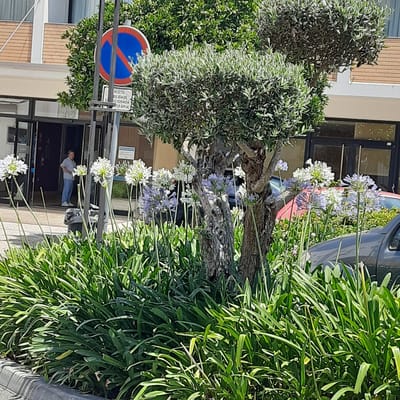 In Vila Verde, Portugal, a street scene unfolds with a prominent "no parking" sign featuring a blue circle with a red border and a red diagonal line, accompanied by text likely indicating parking restrictions. Adjacent to the sign, a sculpted olive tree stands amidst a dense bed of lush green foliage and delicate white and pale purple flowers, creating a vibrant natural display. In the background, a building with brick and cream-colored sections suggests an urban or commercial setting. A person in uniform, possibly a healthcare worker, is visible standing in the doorway of the building. Vehicles, including a dark-colored car and the side of a red car, are partially visible, indicating a street or parking area. The overall impression is of a well-maintained public space with a mix of natural elements and urban infrastructure.