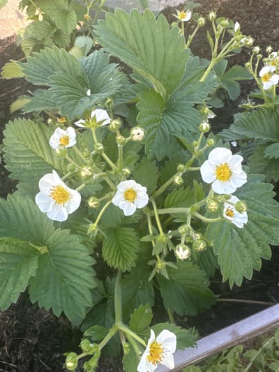 The image shows a strawberry plant in bloom. The plant has green leaves with serrated edges and several white flowers with yellow centers. Some unopened flower buds are also visible. The plant is growing in soil and appears to be outdoors. The surrounding environment is not clearly visible. There is no indication of the location being in Галево, Russia, or any specific city. There are no people visible in the image.