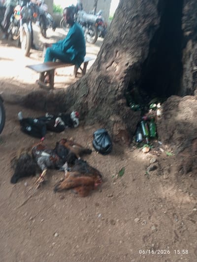 In the city of Dokan Tofa, Nigeria, a man in a blue traditional outfit sits on a wooden bench. In front of him, several dead chickens and ducks are laid out on the ground. Behind the man, motorcycles are parked, suggesting a busy marketplace or transportation hub. A large tree trunk dominates the scene, with a dark opening at its base. Inside the opening, several bottles, some green and some clear, are visible, along with a black plastic bag. The ground is covered with sand and small stones. The overall atmosphere appears to be one of commerce or a street scene in a Nigerian town.