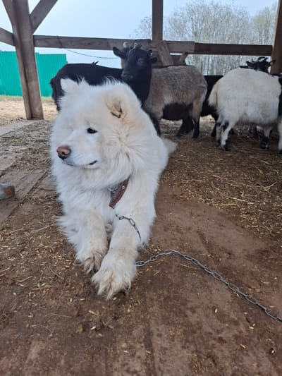 A white, fluffy dog, resembling a Samoyed, lies calmly on a dirt and straw-covered ground in an outdoor setting. The dog wears a brown leather collar from which a metal chain extends towards the right. Its front paws are stretched out, and it looks gently towards the viewer.
Behind the dog, several goats are visible. These include a goat with white and black patches, a greyish-brown goat, and the head of a black goat. The animals are situated within what appears to be an enclosure or pen, bordered by wooden beams that frame the upper left portion of the image.
Beyond the wooden structure, a clear, light blue sky is visible above the bare branches of trees, suggesting either late winter or early spring. A bright green structure or fence can also be seen in the background on the lower left. The ground is a mix of brown earth and dry plant matter, with scattered grains. The scene depicts a peaceful daytime moment, likely on a farm or rural property in Ludorvai, Russia. There is no visible text in the image.