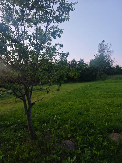 An outdoor, medium-shot photograph captures a lone, sparsely leaved tree situated in a grassy field under a twilight sky. The tree, with its dark, rough bark and thin branches, is positioned on the left side of the frame, casting a subtle shadow on the ground. A single, dark red fruit hangs from one of its branches. The field is covered in a dense layer of green grass, interspersed with larger green leaves and two large, rough-textured rocks near the foreground. In the background, a dark line of trees and foliage forms a dense forest. The sky above is a pale gradient of light blue and pink, indicating the transition from day to night. The overall lighting is soft and natural, with sunlight subtly illuminating the scene from the left. The photograph appears to have been taken in Ozyaritska-Slabadski rural council, Belarus.