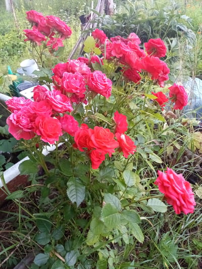 The image depicts a cluster of vibrant red roses in bloom, situated outdoors amidst lush green foliage and grass. The roses exhibit varying stages of bloom, with some fully opened and others still in bud. In the background, out-of-focus elements suggest a garden setting, possibly with some garden tools or containers. The overall impression is one of a well-maintained, natural environment. The image does not contain any people or discernible human activity. The location is identified as Chernyshevskoye, Russia.