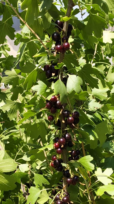 In the city of Gulistan, Uzbekistan, a close-up shot captures a branch of a currant bush laden with dark purple berries. The berries are clustered together on thin stems, with some still exhibiting a reddish hue, suggesting they are ripening. Lush green leaves, with their characteristic lobed shape, surround the fruit, creating a vibrant contrast. The sunlight filters through the foliage, casting dappled shadows on the berries and leaves, highlighting the textures and contours of the plant. The background is softly blurred, hinting at an outdoor setting, possibly a garden or park, with a light-colored structure visible in the upper left corner. No people or animals are present in the image.