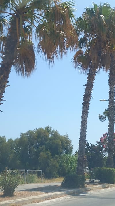 Two palm trees with dried fronds are prominent in the foreground against a clear blue sky. To the right, another palm tree with more vibrant green fronds is visible, and further in the background, there's a street lamp. A dense line of green trees and bushes forms the middle ground, with hints of pink flowering plants peeking through on the right side of the image. In the lower portion of the image, a paved pathway or road is visible, with a low, grey, metal railing structure on the left. A white vehicle is partially visible behind the foliage on the right. The scene appears to be in an outdoor, possibly urban or suburban, environment in Ηρακλής, Greece, characterized by sunny weather.