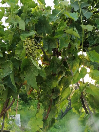 A cluster of unripe green grapes hangs from a vine amidst lush green grape leaves. The grapes are small and round, clustered together in a dense bunch. The leaves are broad and have a slightly serrated edge, with some showing signs of minor wear or discoloration. The vine itself is supported by thick, woody branches. In the background, out of focus, is a blurred scene of green foliage and trees, suggesting an outdoor environment, possibly a garden or vineyard. A white sack is visible in the lower left background, partially obscured by foliage. The lighting suggests it is daytime, with some sunlight filtering through the leaves. The image appears to be taken from a ground-level perspective, looking up into the vine. The location is described as Juma, Uzbekistan.
