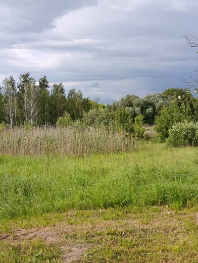 This is a full shot photograph of a natural landscape, likely taken on a cloudy day. The foreground is dominated by a field of tall, green grass. Behind the grassy field, there is a dense line of dry, brown reeds. Further back, a thick line of trees forms a natural barrier, with birch trees being prominent on the left side and a mix of other deciduous trees filling the rest of the treeline. The sky is overcast with heavy gray clouds, suggesting a possibility of rain. There are no people, animals, or man-made structures visible in the image. The scene depicts a rural or natural environment, possibly a field adjacent to a marsh or wetland area, within the city of Khorol, Ukraine.