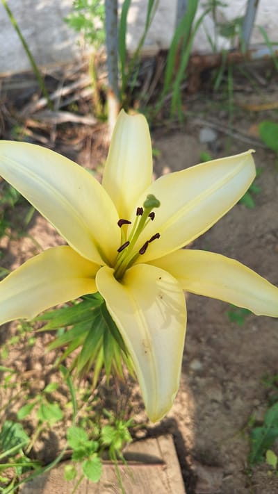 A close-up, eye-level shot shows a single, delicate yellow lily in full bloom. The petals are broad and slightly curved, with a subtle translucence and visible veins. The center of the flower features dark brown anthers tipped with vibrant green pollen. The lily is positioned against a blurred background of sandy soil, scattered dry grass, and hints of green foliage. A metal fence post is visible in the upper right portion of the frame, suggesting an outdoor, possibly garden or yard setting. The lighting indicates it is daytime, with soft shadows cast on the ground. The image appears to be taken in Nogliki, Russia.