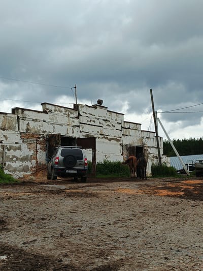 In Medvedevka, Russia, a weathered, white concrete structure with visible brickwork stands under a cloudy sky. In front of it, a silver SUV is parked, facing away from the viewer, with its spare tire mounted on the rear. To the right of the SUV, two horses, one brown and one dark brown, are positioned near the entrance of the building. The ground is muddy and uneven, with patches of dirt and gravel. Further in the background, a forest line is visible, and to the right, a white agricultural building with arched roofing can be seen, along with parts of a vehicle. The scene appears to be an outdoor farm or industrial area.
