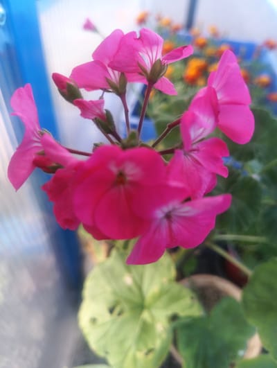 A close-up, shallow depth-of-field shot showcases a cluster of vibrant pink geranium flowers in bloom. The flowers are the primary subject, with their delicate petals and green sepals sharply defined against a blurred background. Some buds are visible, suggesting the plant is in its peak flowering season. In the background, hints of other flowers, possibly orange marigolds, and green foliage are discernible, all out of focus. A bright blue and white striped background element, possibly a greenhouse or a structure, adds a contrasting color and textural element to the scene. The overall impression is one of natural beauty and growth, possibly in a garden setting. This image was taken in Černý Dub, Czechia.
