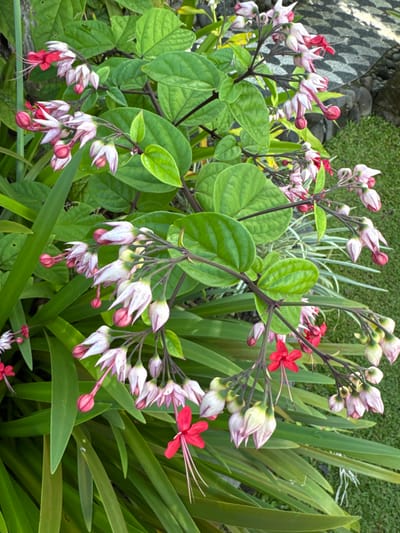 A detailed view captures a flowering plant, identified as a bleeding heart vine (Clerodendrum species), in a garden setting within the city of Tibubiyu, Indonesia. The plant exhibits multiple clusters of bi-colored flowers, primarily featuring a white to pale pink, lantern-shaped calyx. Numerous calyces are open, revealing a contrasting vibrant red corolla from which elongated, slender stamens protrude. Other calyces remain closed as buds. The foliage consists of dark-stemmed branches bearing ovate, green leaves with pronounced venation. Additional long, strap-like green leaves are visible in the lower frame. The background includes a segmented paved surface with interlocking dark and light gray geometric patterns, bordered by manicured green grass. The scene is unpopulated and under natural daylight conditions.