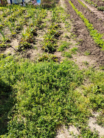 In an outdoor garden setting, rows of young carrot plants are visible, growing in neat, tilled soil. Adjacent to the carrots, several rows of garlic plants stand tall, interspersed with strawberry plants that show small red fruits. A thick patch of green vegetation, likely clover or a similar ground cover, occupies the foreground, with some areas appearing drier and more yellowed. The overall scene depicts a small-scale agricultural plot under bright daylight.
