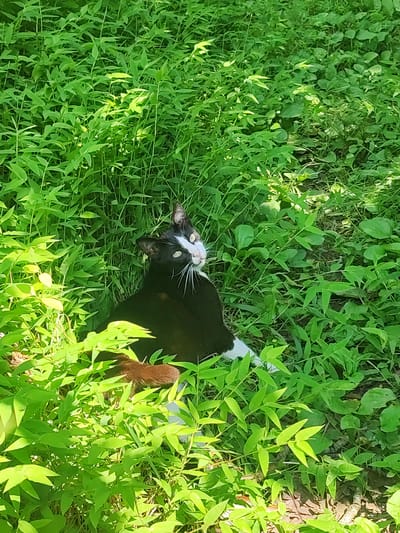 The image depicts a black and white cat partially obscured by lush green foliage. The cat is positioned in the center-right of the frame, looking towards the viewer with bright green eyes and white whiskers. Sunlight filters through the leaves, creating dappled light on the cat and the surrounding vegetation. The environment appears to be an outdoor, natural setting, possibly a garden or park, with dense green plants and some visible soil and leaf litter on the ground. The location is specified as Makhinjauri, Georgia.