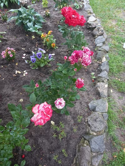 The image displays a flower bed with various blooming flowers and greenery, bordered by a rough stone wall on the right and grassy lawn. In the foreground, a large rose with pink and white petals is prominent, with a smaller cluster of pink and white roses to its right. Further back, red roses are visible, along with smaller purple and yellow pansies, and a hosta plant. The ground is dark soil with some fallen petals. The scene is likely a garden or park area.