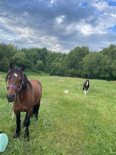 A brown horse stands in a grassy field in Dudley, United Kingdom. The horse is wearing a purple halter and is facing the camera. In the background, a black and white horse is visible, and a line of trees borders the field. The sky is overcast with dramatic clouds.