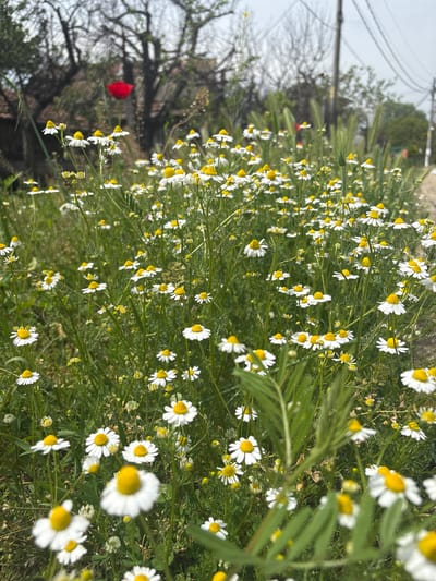 The image shows a field of chamomile flowers with white petals and yellow centers. The flowers are densely packed together, interspersed with green grass and other foliage. In the background, blurred trees and utility lines are visible, suggesting an urban or suburban setting. A red object, possibly a piece of clothing or a balloon, is partially visible near a tree. The scene appears to be in Yoakim Gruevo, Bulgaria, based on the location information provided. The weather seems overcast.
