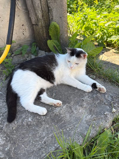 A black and white cat is resting on a concrete surface outdoors. The cat is lying on its back with its legs spread, appearing relaxed and comfortable. Its eyes are closed, and its head is tilted slightly to the side. Green vegetation and grass are visible around the concrete, with some sunlight casting shadows. A wooden log and a piece of black and yellow hose are also present in the scene. The overall setting suggests a warm, sunny day in a natural or semi-natural environment. There is no visible text in the image.
