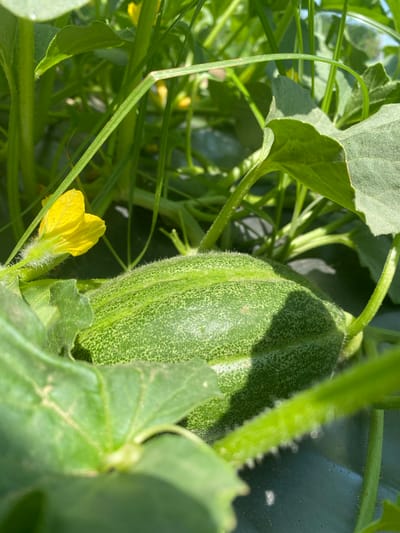 A close-up, ground-level photograph depicts a young, developing green fruit, likely a melon or cucumber, nestled among lush green foliage. The oblong fruit is textured with fine white hairs and exhibits faint darker green mottling and longitudinal stripes. To the left of the fruit, a vibrant yellow flower with five petals emerges from a fuzzy stem. Surrounding the central subjects are numerous green leaves of varying sizes, some partially obscuring the view, and several green stems, indicating a dense plant growth. Bright sunlight illuminates the scene, casting shadows across the fruit and leaves. In the background, additional green foliage is visible, and beneath the plant, a dark, possibly synthetic ground cover is discernible. This horticultural scene is situated in Kurtovo Konare, Bulgaria.