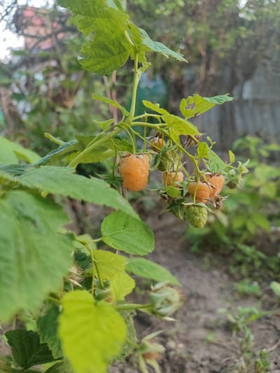 An outdoor, eye-level shot captures a cluster of ripe, golden raspberries growing on a branch of a raspberry bush. The berries are a vibrant yellow-orange, with a textured surface. Several green raspberries are also visible on the branch, indicating that the fruit is still developing. The leaves of the raspberry bush are a bright green, some showing signs of minor damage from insects or the elements. The background is softly blurred, suggesting a garden or natural outdoor setting. The ground below appears to be soil, with some scattered green vegetation. The overall lighting is natural, likely from daylight. The image appears to be taken in Grigoriopol, Moldova, based on the provided information, implying a natural or cultivated outdoor environment typical of the region. No people or animals are present in the frame, and no actions or interactions are depicted.