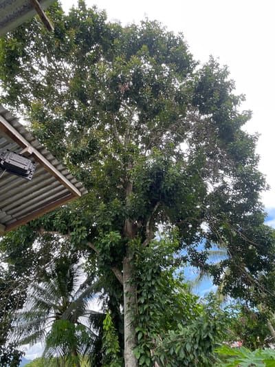 The image, taken from a low angle, depicts a scene in Hijo, Philippines. A large tree dominates the frame, its dense canopy of green leaves filling most of the view. The trunk is visible, appearing smooth and light in color. Partially visible in the lower part of the frame is a corrugated metal roof with wooden supports. A black electrical box is attached to the roof. Patches of blue sky are visible through the leaves of the tree. A second tree, potentially a palm, can be seen on the right side.